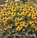 Рудбекия блестящая "Little Goldstar" (Rudbeckia fulgida)