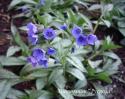 Медуница "Samurai" (Pulmonaria hybrid)