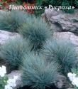 Овсяница сизая "Blaufuchs" (Festuca glauca)