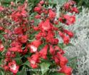 Пенстемон Хартвега "Polars Red" (Penstemon hartwegii)