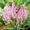 Гиацинтоидес испанский "Pink" (Hyacinthoides hispanica)