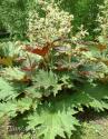 Ревень пальчатый тангутский (Rheum palmatum)