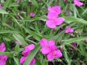 Традесканция "Karminglut" (Tradescantia)