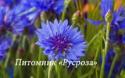 Василек горный "Bright Blue" (Сentaurea montana)