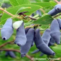 Жимолость "Гордость Бакчара"