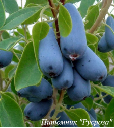 Жимолость "Войтек"