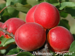 Абрикос "Биг Ред"