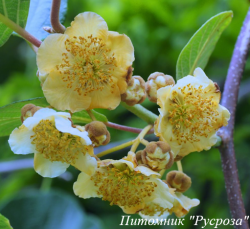 Актинидия деликатесная "Атлас"