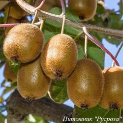 Актинидия деликатесная "Дженни"