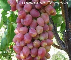 Виноград "Ксения (Анжелика)"