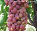 Виноград "Ксения (Анжелика)"