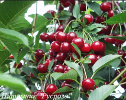 Вишня "Панди Криссан"