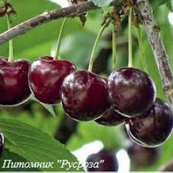 Вишня "Лотовка"