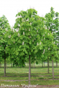Каштан конский обыкновенный (Aesculus hippocastanum)