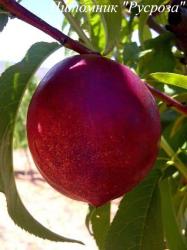 Нектарин "Биг Банг"