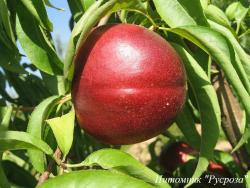 Нектарин колоновидный "Фантазия"