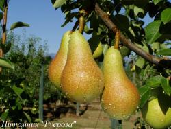 Груша "Аббат Феттель"