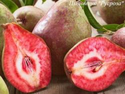 Груша красномякотная "Блюдберн"