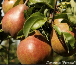 Груша "Свит Сенсейшен"