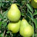 Груша "Ноябрьская"