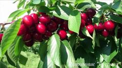 Черешня "Гигант Ред"
