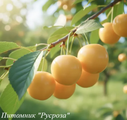 Черешня "Желточек"