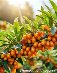 Облепиха "Фриссдофер Оранж"