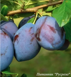 Слива "Эмпресс"