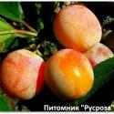 Слива "Байрон Голд"