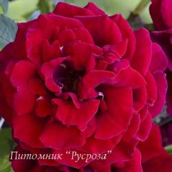 RED PARFUM (Ред Парфюм)