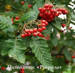 Рябина дуболистная (Sorbus quercifolia)