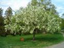 Черемуха виргинская (Рadus virginiana)