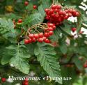 Рябина дуболистная (Sorbus quercifolia)