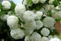 Калина "Буль Де Неж" или "Розеум" (Viburnum opulus "Roseum")