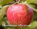 Яблоня "Медовый хруст" (Honey Crisp)