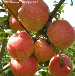 Яблоня "Вайн Крисп"