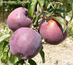 Яблоня "Вильямс Прайд"