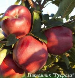 Яблоня "Ред Чиф"