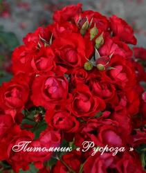 BLACK FOREST ROSE (Блэк Форест Роуз)