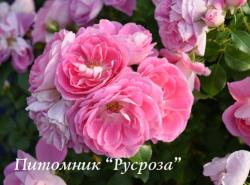 LOVELY PINK (Gypsy Farbfestival) (Лавли Пинк)