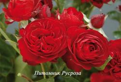 ROSE BROUILLY (Роз Бруйи)