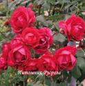 AVALANCHE ROSE (DELAVAL) (Авэланч Роуз)