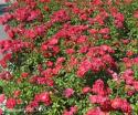 HEIDETRAUM (FLOWER CARPET, NOATRAUM) (Хайдетраум)