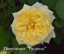 TETE D'OR (SUNLIGHT ROMANTICA) (Тэт Д’Ор)