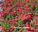 HEIDETRAUM (FLOWER CARPET, NOATRAUM) (Хайдетраум)