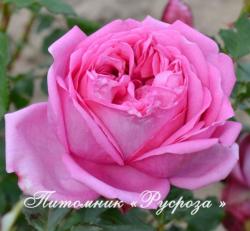 ROSE POMPADOUR (Роз Помпадур)