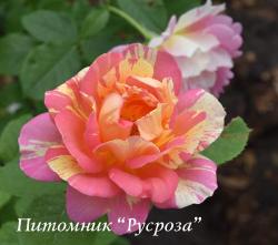 ROSE DES CISTERCIENS (Роз де Систерсьен)