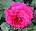 LA ROSE DE MOLINARD (Ля Роз до Молинар)