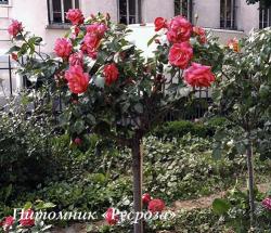 THE MC CARTNEY ROSE (Зе Маккартни Роуз)