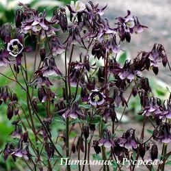 Аквилегия обыкновенная "William Guiness" (Aquilegia vulgaris)